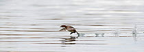 Little Grebe (Tachybaptus ruficollis) male panoramic of take off, Holme Reserve, Norfolk, England, UK, March.