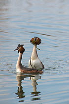 Great-crested grebe (Podiceps cristatus) performing weed dance as part of courtship display, Lake Geneva, Switzerland, March.
