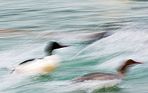 Goosander (Mergus merganser) male and female taking off, blurred motion, Lake Geneva, Switzerland, March.