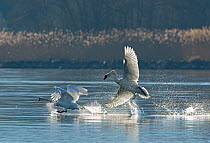 Mute Swan (Cygnus olor) chasing another away, Lake Geneva, Switzerland, March., March.