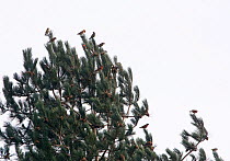 Common Crossbills (Loxia curvirostra) perched in conifer tree, Holt, Norfolk, England, UK. March.