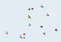 Common Crossbills (Loxia curvirostra) in flight, Holt, Norfolk, England, UK. March.