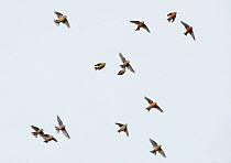 Common Crossbills (Loxia curvirostra) in flight, Holt, Norfolk, England, UK. March.