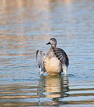Gadwall (Anas strepera) male flapping wings, Cley Marshes Reserve, Norfolk, England, UK.