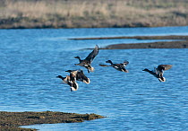Gadwall (Anas strepera) group of males chasing female, Cley Marshes Reserve, Norfolk, England, UK. March