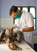 Project veterinarian for the Bombay Natural History Society, Dr Devojit Das, conducting a post-mortem examination on the corpse of an Oriental white-backed vulture (Gyps bengalensis) at the Vulture Co...