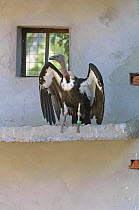 Oriental white-backed vulture (Gyps bengalensis) stretching wings, captive at the Vulture Conservation Breeding Centre near Pinjore in Haryana, India. March 2005.