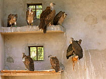 Long-billed vultures (Gyps indicus) and Himalayan griffon vulture (Gyps himalayensis) in captivity at the Vulture Conservation Breeding Centre near Pinjore in Haryana, India. March 2005.
