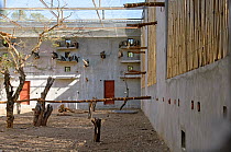 Aviary at the Vulture Conservation Breeding Centre near Pinjore in Haryana, India, with Long-billed vultures (Gyps indicus), Oriental white-backed vultures (Gyps bengalensis) and Himalayan griffon vul...