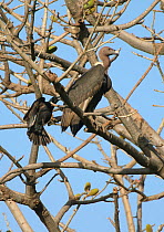 Wild oriental white-backed (Gyps bengalensis) adult being mobbed by large-billed crow (Corvus macrorhynchos) in Haryana, India. March