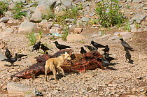 Carcass of cow with scavenging Thick billed crows (Corvus macrorhynchos) and feral dog. Haryana, India. March 2005. The population crash of wild vultures in the Indian subcontinent has caused concerns about the proliferation of feral dogs which have replaced vultures as the natural scavengers in the environment, leading to fears about the spread of disease and increased risk of rabies in the human population.