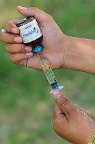 Preparation of anti-inflammatory (NSAID) drug Diclofenac used in veterinary medicine, shown here being injected in to a calf, has been identified as the cause of the catastrophic decline in the popula...