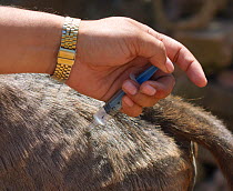 Anti-inflammatory (NSAID) drug Diclofenac used in veterinary medicine, shown here being injected in to a calf, has been identified as the cause of the catastrophic decline in the population of wild vu...
