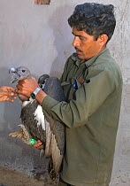 Oriental white-backed vulture (Gyps bengalensis) about to be examined by veterinarian, in captivity at the Vulture Conservation Breeding Centre near Pinjore in Haryana, India, March 2005.