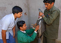 Project veterinarian for the Bombay Natural History Society, Dr Devojit Das (centre), examining an oriental white-backed vulture (Gyps bengalensis) at the Vulture Conservation Breeding Centre near Pin...