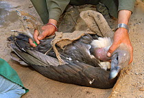 Oriental white-backed vulture (Gyps bengalensis) at the Vulture Conservation Breeding Centre near Pinjore in Haryana, India, about to be examined by veterinarian. March 2005.