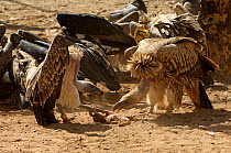 Long-billed vultures (Gyps indicus) and oriental white-backed vultures (Gyps bengalensis) feeding on clean goat meat, captive, Vulture Conservation Breeding Centre near Pinjore in Haryana, India. Marc...