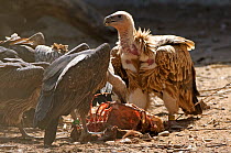 Himalayan griffon vulture (Gyps himalyensis) and oriental white-backed vulture (Gyps bengalensis) feeding on clean goat meat, captive, Vulture Conservation Breeding Centre near Pinjore in Haryana, Ind...