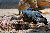 Oriental white-backed vulture (Gyps bengalensis) adult feeding on clean goat meat, captive, Vulture Conservation Breeding Centre near Pinjore in Haryana, India. March 2005.