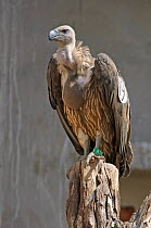 Oriental white-backed vulture (Gyps bengalensis) juvenile in captivity at the Vulture Conservation Breeding Centre near Pinjore in Haryana, India. March 2005.
