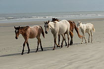 Wild, rare Cumberland foals and mares walking on the beach, Cumberland Island, Georgia, USA. November.
