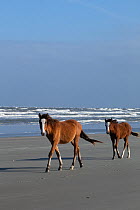 Wild, rare Cumberland foals walking on the beach, Cumberland Island, Georgia, USA. November.