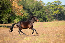Wild, rare Cumberland stallion cantering, Cumberland Island, Georgia, USA. November.