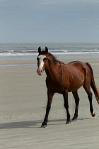 Wild, rare Cumberland stallion walking on the beach, Cumberland Island, Georgia, USA. November.