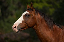 Head portrait of wild, rare Cumberland stallion, Cumberland Island, Georgia, USA. November.