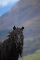 Head portrait of wild rare Losino stallion, Losa Valley, Burgos, Spain. January 2014.