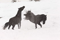 Wild rare Losino stallions fighting in snow, Losa Valley, Burgos, Spain. January 2014.