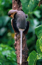 Red-shanked Douc Langur (Pygathrix nemaeus) rear view showing long tail. Endangered species, captive. Native to South East Asia.