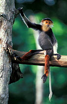 Red shanked douc langur (Pygathrix nemaeus) in tree, captive. Endangered species. Native to South East Asia.