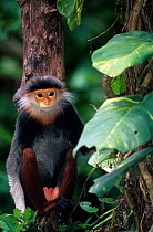 Red shanked douc langur (Pygathrix nemaeus) in tree, captive. Endangered species. Native to South East Asia.