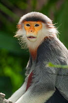 Red shanked douc langur (Pygathrix nemaeus) portrait, captive in Singapore Zoo. Endangered species. Native to South East Asia.