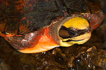 Chinese three striped box turtle (Cuora trifasciata) portrait, captive at Allwetterzoo / All Weather Zoo, Munster, Germany. Critically endangered species. Native to Vietnam and China.