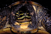 Annam Leaf Turtle (Mauremys annamensis) portrait, captive. Critically endangered. Endemic to Vietnam.
