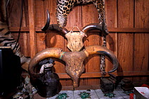 Market in Poiet, selling animal body skulls and skins, including Kouprey (Bos sauveli) skull, and Leopard skin (Panthera pardus) Poiet, Cambodia. Critically endangered species.