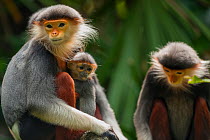 Red-shanked douc langur (Pygathrix nemaeus) with baby, captive at Singapore Zoo. Endangered species. Native to South East Asia.