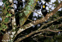 Gold-crested mynah (Ampeliceps coronatus) in tree, captive. Native to South East Asia.