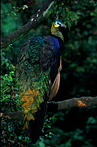 Green peafowl (Pavo muticus) rear view, captive. Vulnerable species. Native to South East Asia.