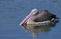 Grey pelican (Pelecanus philippensis) swimming, Thailand.