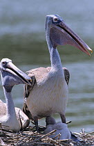 Grey pelicans (Pelecanus philippensis) at nest, Thailand.