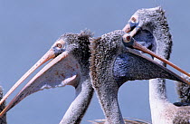 Grey pelicans (Pelecanus philippensis) Thailand.