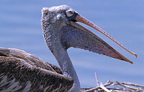 Grey pelican (Pelecanus philippensis) calling, Thailand.