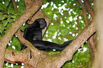 Siberut Island Pig-tailed Snub-nosed Monkey (Simias concolor siberu) sitting in tree, Sumatra, Indonesia.
