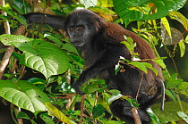 Siberut Island Pig-tailed Snub-nosed Monkey (Simias concolor siberu) Sumatra, Indonesia.