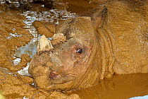 Sumatran rhinoceros (Dicerorhinus sumatrensis) female mud bathing at  captive breeding facility at Cincinati Zoo, USA. Native to Sumatra, Borneo and the Malay Penninsula. Critically endangered species...