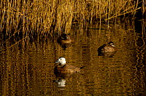 White-headed duck (Oxyura leucocephala) male with two females, captive. Endangered species.