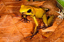 Golden Poison Frog (Phyllobates terribilis) captive. Endangered species. Endemic to Pacific coast of Columbia.